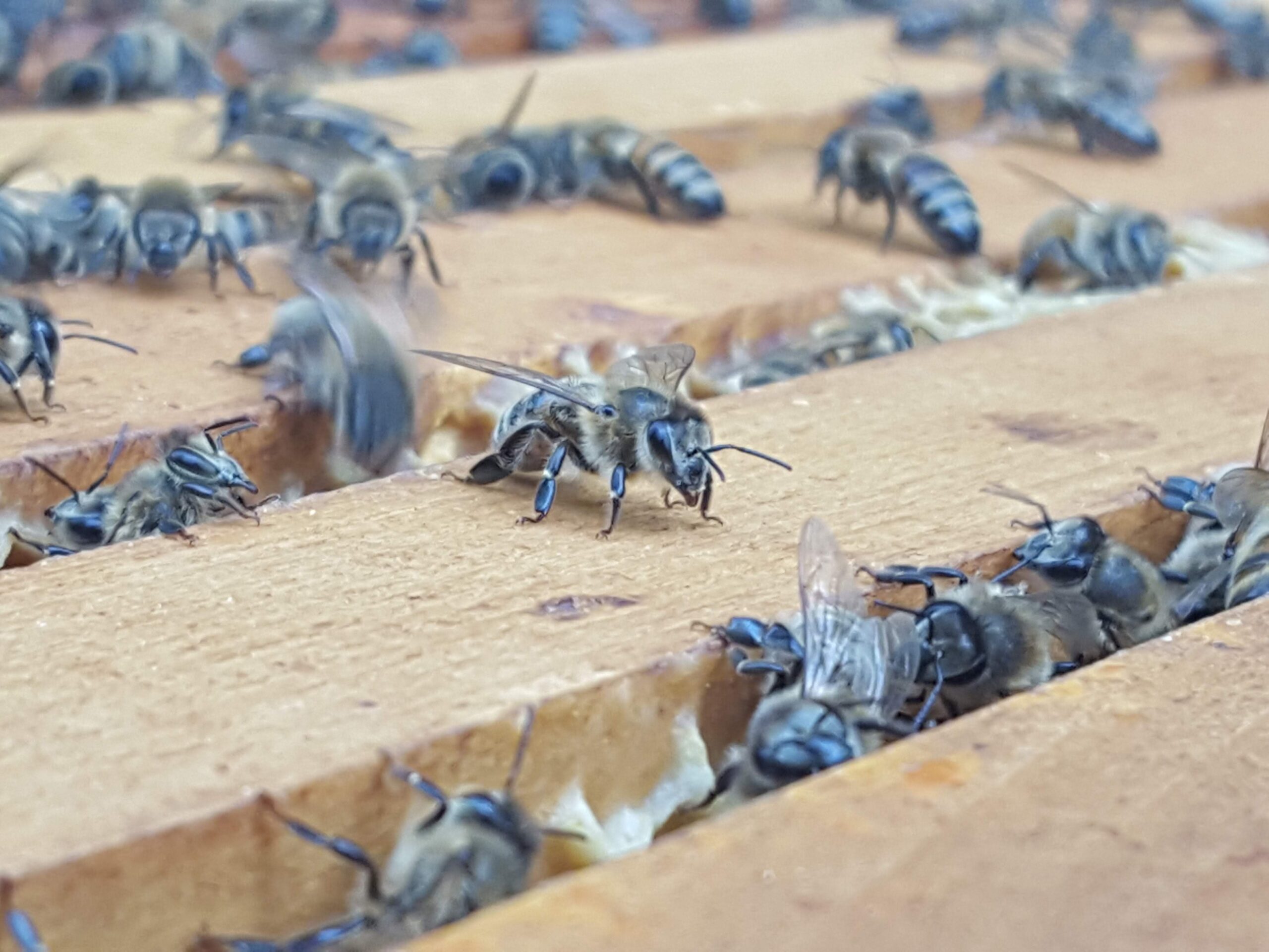 A customer was looking to sell corroplast nucleus honey bee boxes for shipment. We worked with them and the die manufacturer to adjust the design to eliminate bees escaping while optimizing stacking strength. Their overall cost came down significantly by utilizing our on demand converting for packaging, fitted to their shipping needs.